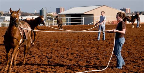 Physical conditioning important for previously idle horses | News And Information | Oklahoma ...