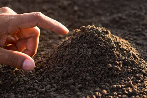 Rich Loamy Soil is Ideal for Planting Trees. and a Man S Hand Was ...