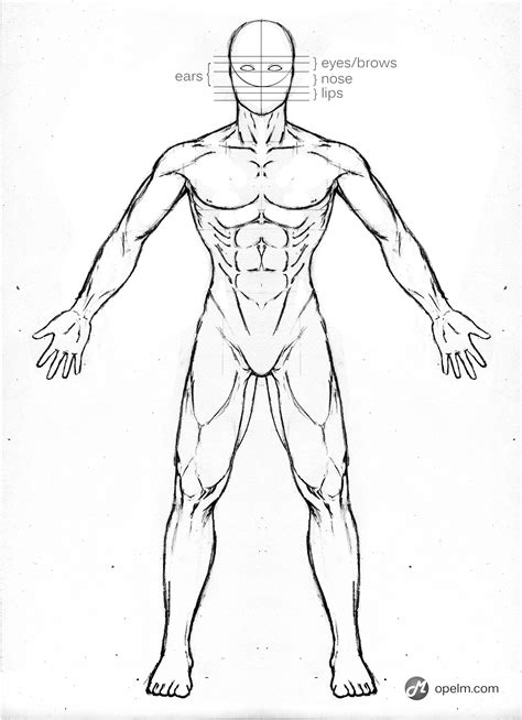 Female Body Reference Drawing at GetDrawings | Free download