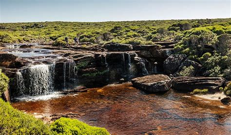 NSW Heathland environments | NSW National Parks