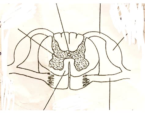 pig spinal cord — Printable Worksheet