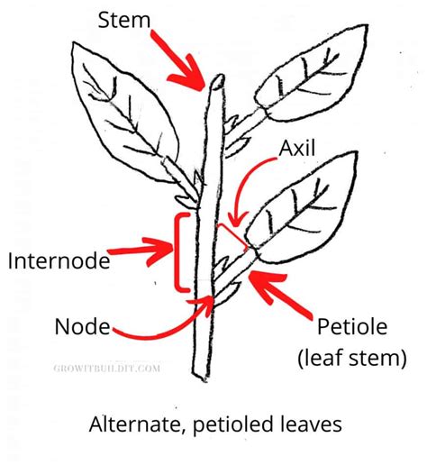 Leaf Structures – GrowIt BuildIT