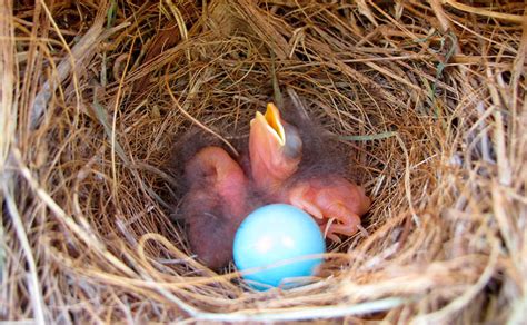 Baby Birds Hatching