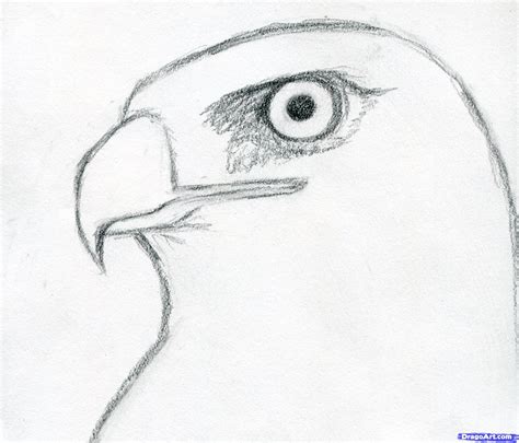 Cool Hawk Drawings