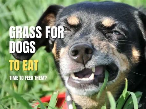 Grass For Dogs to Eat | Time to feed them - Petyfied