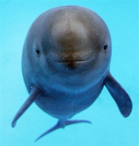 Yangtze Finless Porpoise | Endangered Species | Animal Planet