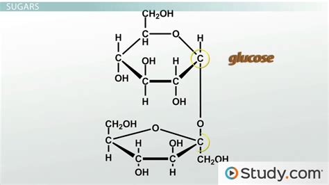 Carbohydrates | Overview, Structure & Function - Lesson | Study.com