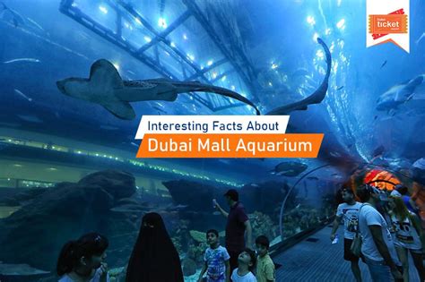 10 Interesting Facts About Dubai Mall Aquarium