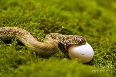 Egg Eating Snake Photograph by Timothy Hacker