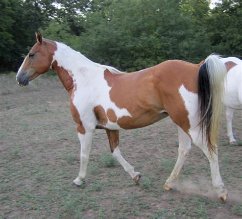 Brown and white paint horse 18 by NavuStar on DeviantArt