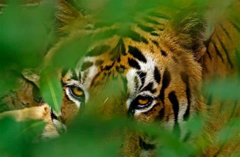 All about tiger safaris in India - Breathedreamgo