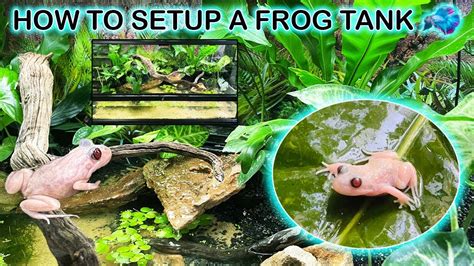 How To Setup a Frog Tank / Frog Paludarium Build - YouTube