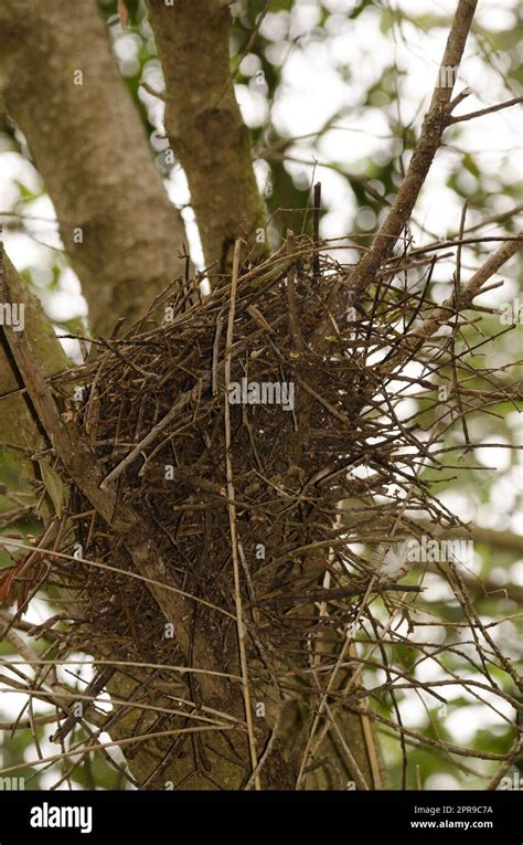 Nest of Eurasian sparrowhawk Stock Photo - Alamy