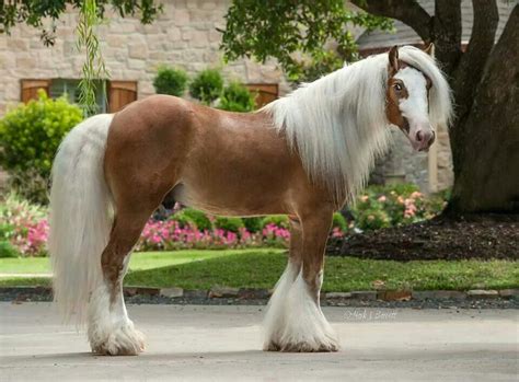 Chewbacca Dressage Horses, Draft Horses, Appaloosa Horses, Pretty ...