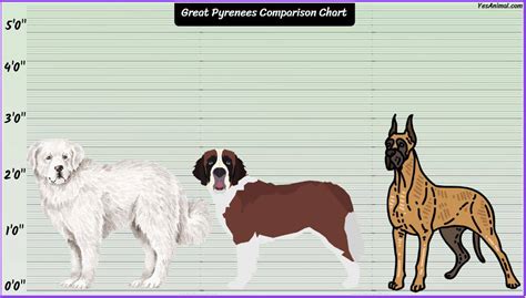 Great Pyrenees Size: How Big Are They Compared To Others?