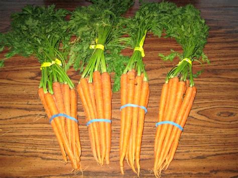 Canning 101 - Pickled Dill Carrots - One Hundred Dollars a Month