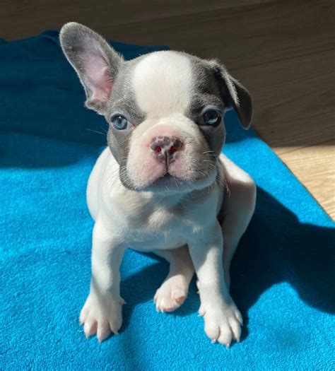 Blue french bulldogs breeders/blue french bulldogs for sale near me