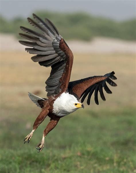 サンショクウミワシ African Fish Eagle, African Sea Eagle (Haliaeetus vocifer) | Eagle pictures, Beautiful ...