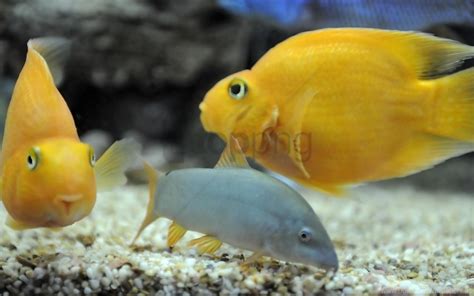 Free download | HD PNG fish swim underwater yellow wallpaper background best stock photos ...