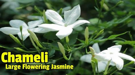 चमेली की देखभाल कैसे करें / How to grow/care Chameli fragrant flower ...