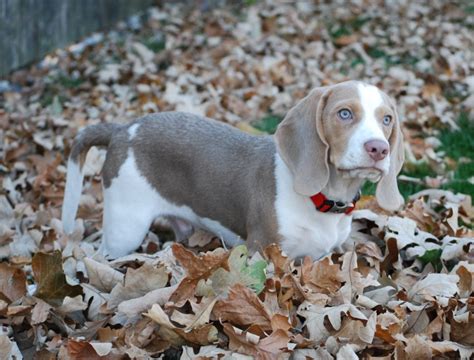 COLORS, UNIQUE BEAGLE COLORS: Khaki, Mocha, Lilac, and Silver