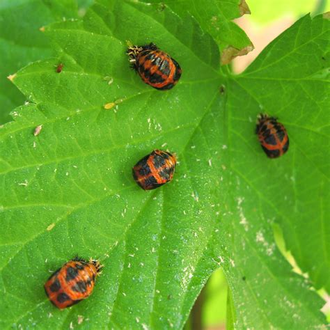 Ladybugs Facts, Types, Lifespan, Classification, Habitat, Pictures