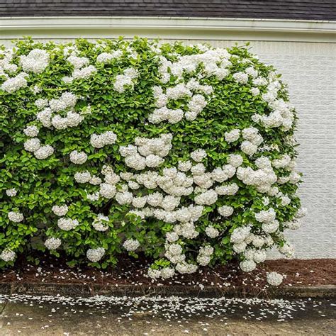 Snowball Bushes for Sale | FastGrowingTrees.com