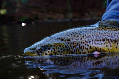 5 big fish fighting tips to consider before you cast | Hatch Magazine - Fly Fishing, etc.