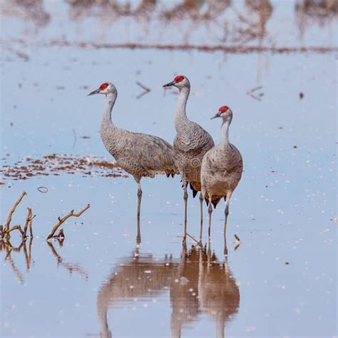 Three Sandhill Cranes in Arizona Wetlands Marsh Stock Image - Image of avian, ornithology: 240655963