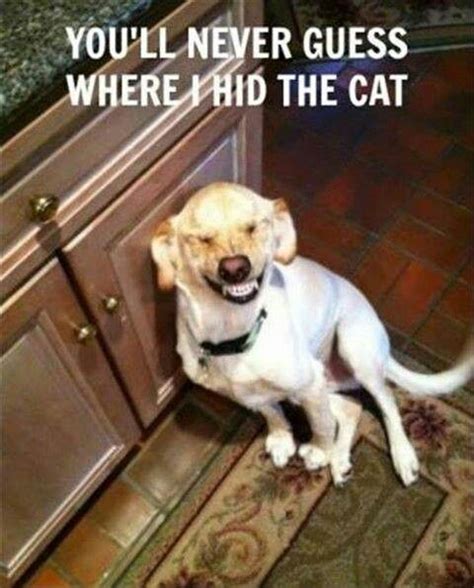 Funny Dogs | Funny animals, Funny dogs, Funny animal pictures