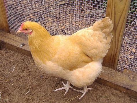 Buff Orpingtons Chicken Breed Information Pictures | BackYard Chickens