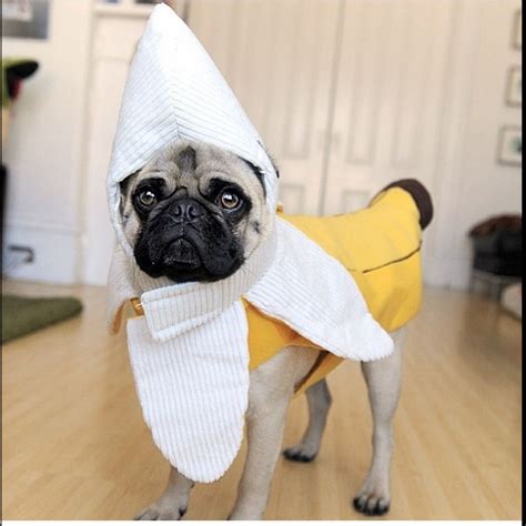 Mommy why am I a banana? | Disfraces para perros, Pugs adorables, Perros pug