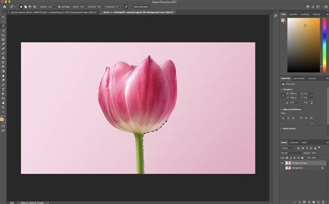 Remove a Background in Photoshop Quickly & Easily – Web Host Police