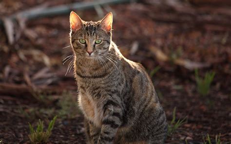 Feral Cats in Australia Sentenced to Death by Sausage | Live Science