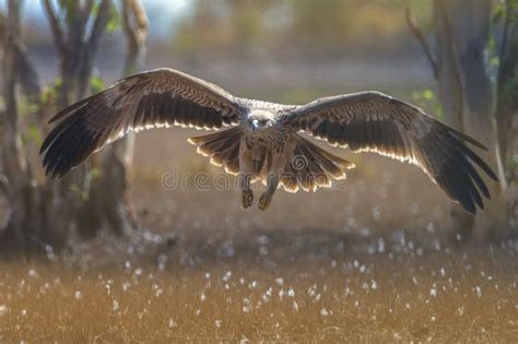 Closeup Eastern Imperial Eagle Flying Stock Image - Image of freedom, imperial: 185272029