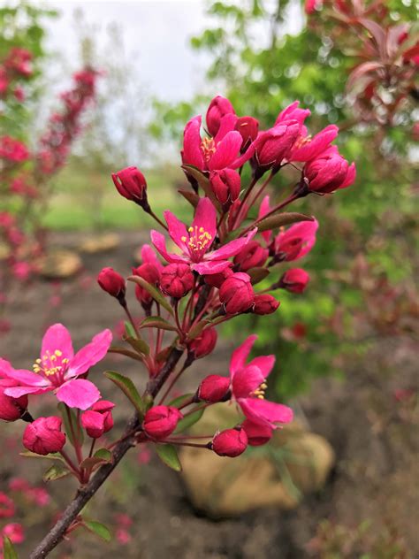 Royal raindrop crabapple tree - kesilitalia