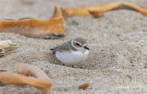 Snowy Plover Photograph by Bob Gibbons/science Photo Library - Pixels