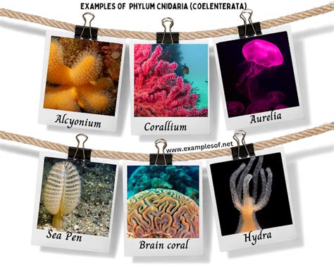 Examples of Phylum Coelenterata | Examples of Cnidaria | Class Hydrozoa ...