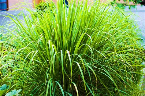 Lemongrass Seed - My Plant Warehouse - Indoor Plants Warehouse