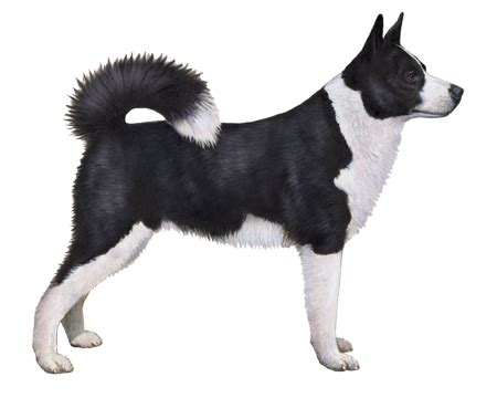 Karelian Bear Dog Facts - Wisdom Panel™ Dog Breeds