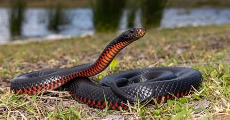 8 Red Snakes In Florida - IMP WORLD