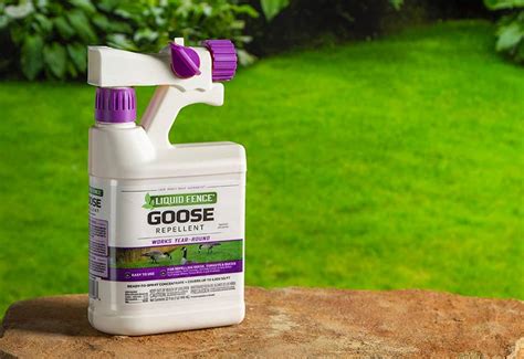 Best goose repellents, bird sprays and decoys 2024