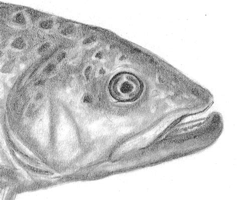 Brown Trout Pencil Drawing Print - Etsy