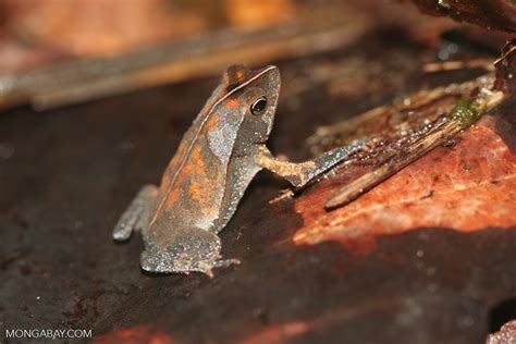 Leaf toad (Bufo cf. margaritifer) in the Amazon. Identification by ...