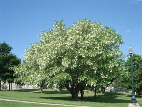 American Yellowwood Tree