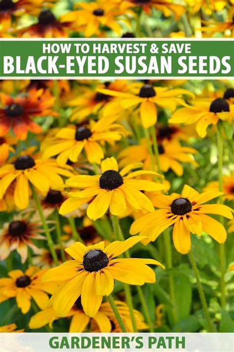 How to Collect Black Eyed Susan Seeds – DerivBinary.com