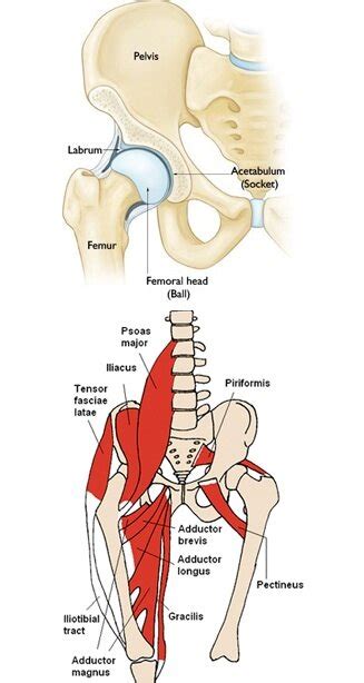 Fix Hips to Ease Back Pain — Evolve Fitness Chicago