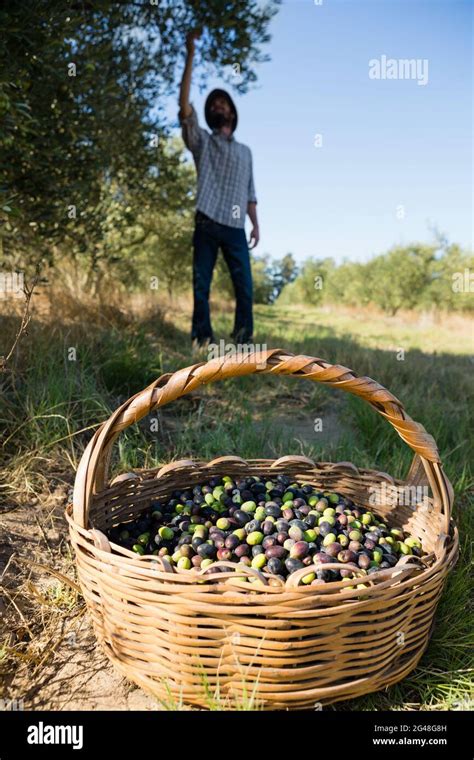 Farmer harvesting a olives from tree Stock Photo - Alamy