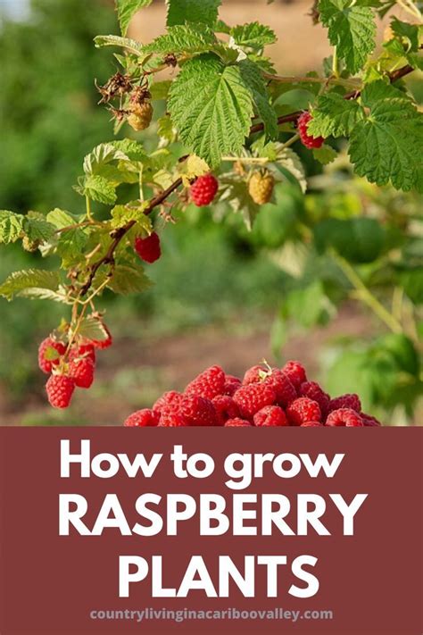 How to Maintain a Raspberry Patch - How to Prune Raspberry Plants | Growing raspberries ...