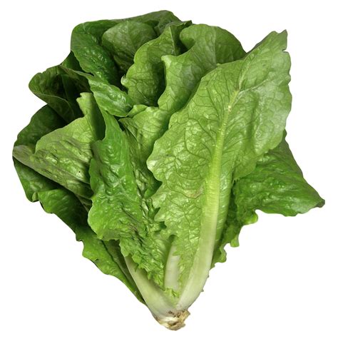 Romaine Lettuce PNG Image - PurePNG | Free transparent CC0 PNG Image ...